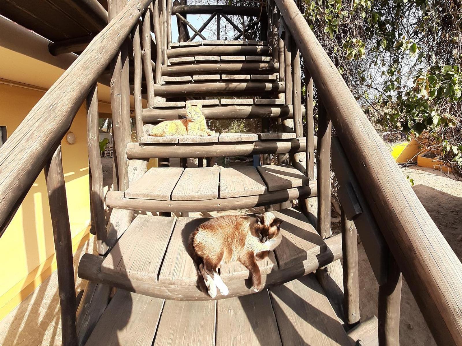 Japie'S Yard Wanderer'S Inn Swakopmund Ngoại thất bức ảnh